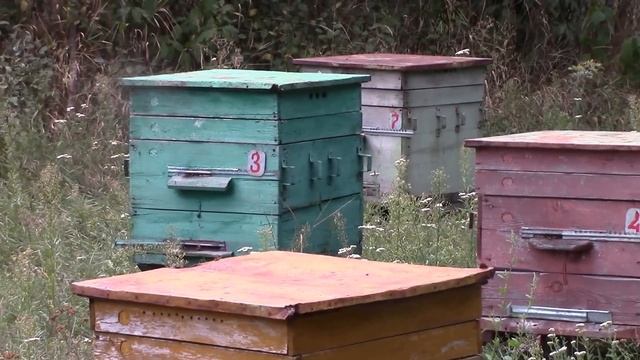 Моя пасека на 26 августа 2016 г смотреть онлайн