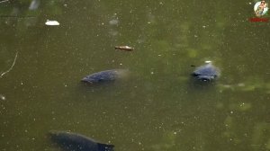 Как поймать КАРПА в Ноябре.Наживка прикормка для карпа. Где искать карпа в ноябре. Ноябрьский Карп.