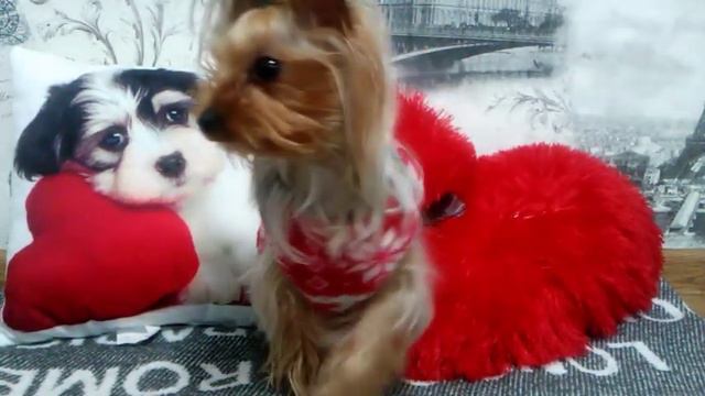 💋ВОПРОС-ОТВЕТ💋 ЧАСТЬ 1 смотреть онлайн