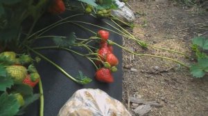 Клубника Елизавета 2 Такого не бывает  Или правда о сорте .sergejzemlanika@gmail.com