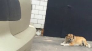 Mazda 3 Гасим Ошибки (Краткая Информация)