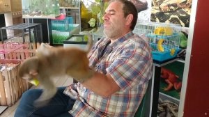 Макака резус наша умница Милли