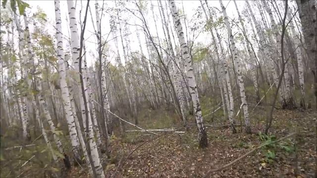 Охота с эстонскими гончими.работаем по лисе смотреть онлайн