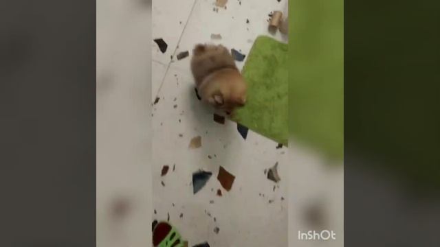 щенки померанского немецкого шпица продажа купить цена москва смотреть онлайн