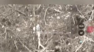 Взятие в плен трех невероятно счастливых пятачков.