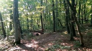 Есть ли дикие звери в Горячем Ключе