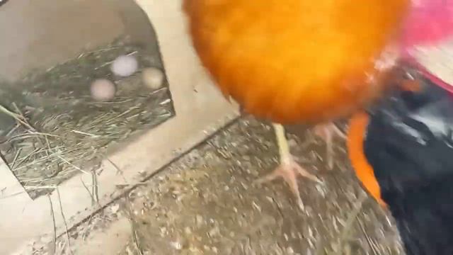 Отреставрировала клетку.(I restored the cage.) смотреть онлайн