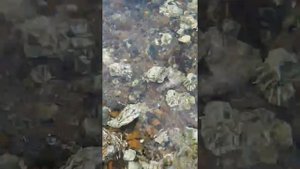 Сбор устриц в Приморье