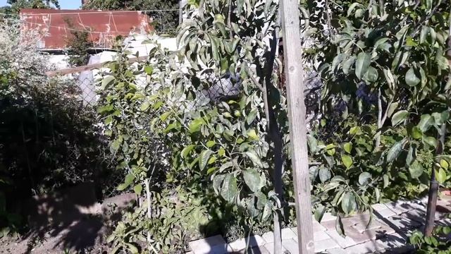Как заставить вишню яблоню сливу плодоносить
