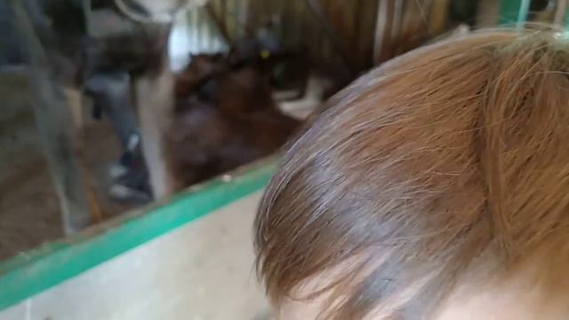 лось хочет 🥕 морковку. Moose needs a carrot смотреть онлайн