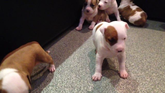 Щенки…)) смотреть онлайн