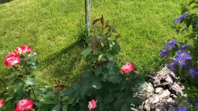 ТОП 5/ ЛУЧШИЕ РОЗЫ ДЛЯ НАЧИНАЮЩИХ РОЗОВОДОВ смотреть онлайн