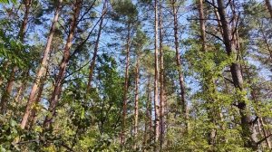 "Если б не было учителя..."Вероника Тушнова