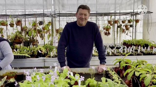 Growing Mexican pinguicula смотреть онлайн