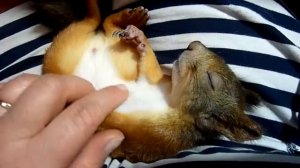 Baby squirrel Noble.  Спят усталые зверюшки. 手工蛋白質