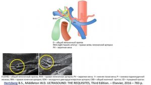 УЗ анатомия ЖП и желчных путей