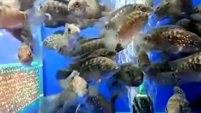 Цихлида пчелка, восьмиполосая цихлазома смотреть онлайн