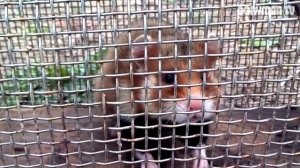 ПОТЕРЯЛА ХОМЯКА В МАШИНЕ, КОТОРЫЙ НАЧАЛ ГРЫЗТЬ ЕЕ ИЗНУТРИ! ПОДСКАЖИТЕ КАК ЕГО ТЕПЕРЬ ПОЙМАТЬ?