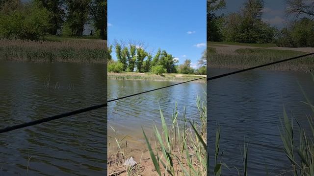 Караси на Поплавок.Рыбалка на Северо-Крымском Канале.Крым