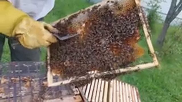 Будни начинающего пчеловода. Ревизия улья июль 2022. И снова много маточников в ульи, в чем ошибка смотреть онлайн