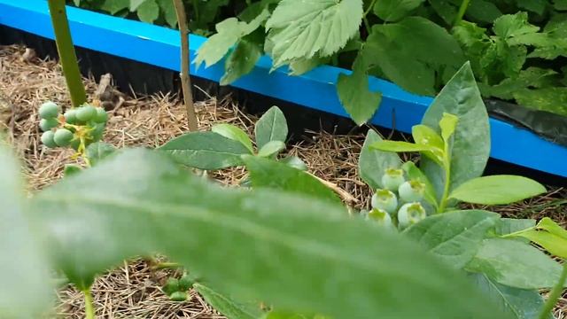 О урожае на голубике и болезнях. смотреть онлайн