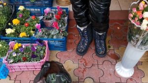 ?Цветы лютики Ранункулюс Посадка и уход в открытом грунте, домашних. Советы продавца на рынке в Соч