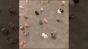 Cat Кошки Котята Коты #Shorts 1368.mp4