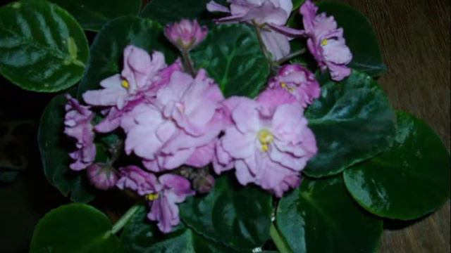 Кімнатні рослини, вирощені в домашніх умовах смотреть онлайн