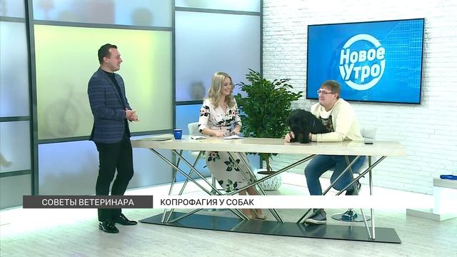 Копрофагия у собак: советы ветеринара смотреть онлайн