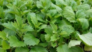 Когда сеять астры на рассаду