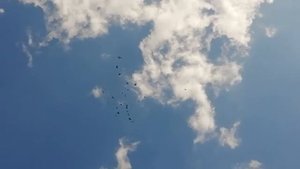 Мои чистопольские голуби