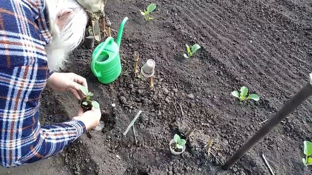КАПУСТА высадка РАССАДЫ в открытый грунт смотреть онлайн