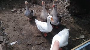 Цыплята мрут как мухи