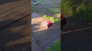 самый дешёвый генератор из Китая SRGE 650