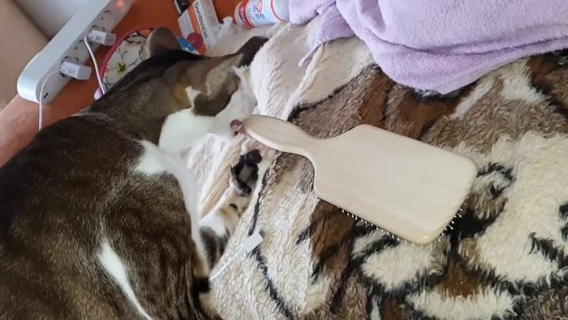 Ориентальный кот "зубатит" расчёску😸| Oriental Cat Plays With A Hair Brush