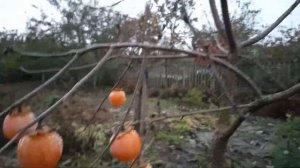 Хурма сорт Соснівська