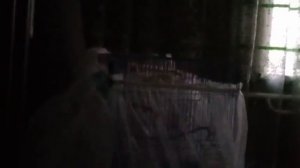 Поющий Кенар. Канарейки.