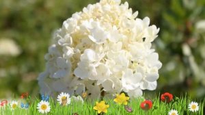 Гортензия метельчатая Бомбшелл ? Обзор: посадка и уход. крупномеры гортензии: описание и особенност