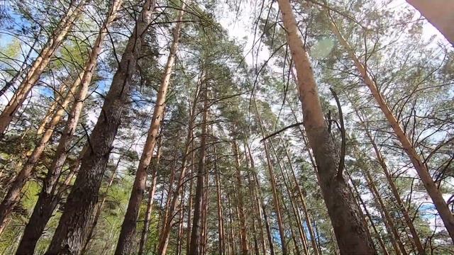 Прогулка в парке Гремячая грива