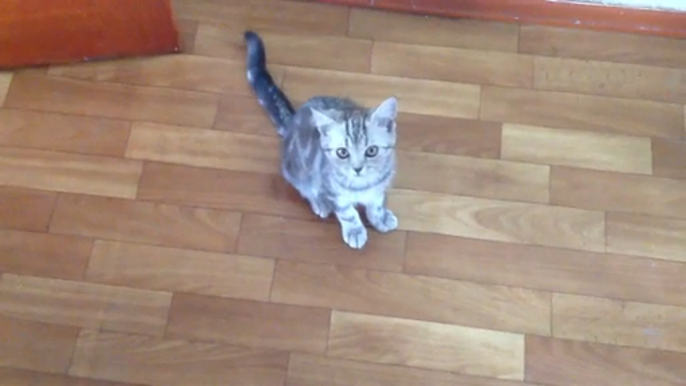 Шотландские котята 2