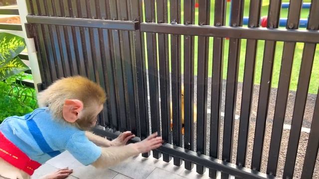 Baby Monkey Bon Bon go to the toilet in the morning and eats watermelon with duckling So cute смотреть онлайн