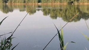 Ловля карася и сазана на фидер! Рыбалка на реке  Кирпили!