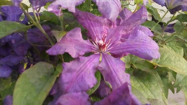 ? Клематис крупноцветковый сорта ‘Джипси Куин‘ группы Жакмана. Clematis ‘Gipsy Queen’ смотреть онлайн