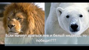 Кто сильнее лев или медведь?