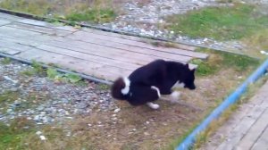 Собаке отрубили задние лапы! Теперь ходит на передних!