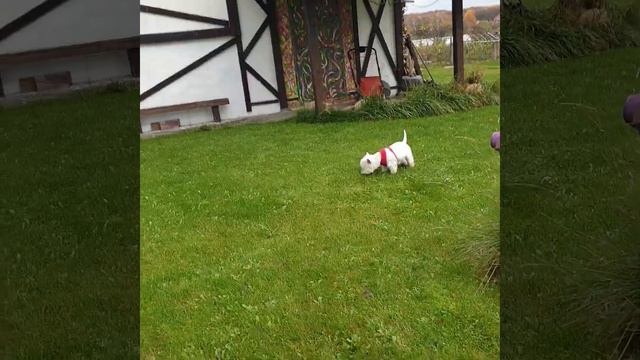 Базука не меняется... смотреть онлайн