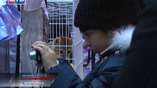 Выставка кошек самых необычных пород