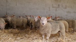 Ягнята породы Шароле в Северной Ирландии. возраст 60-70 дней вес около 40кг. #шароле #ягнята #овцы