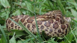 banded cat-eyed snake - Leptodeira annulata -  culebra de pantano - culebras de colombia