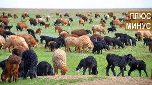 Плюсы и минусы искусственного осеменения животных. Гишларкаев Е.И.  ООО Волгоград-Эдильбай.